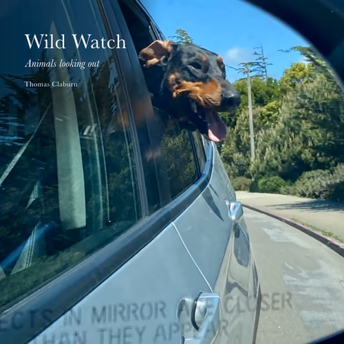 Wild Watch